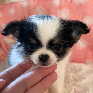 Chihuahua Puppy Pinto