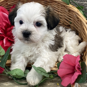 Havanese Puppy Camilla