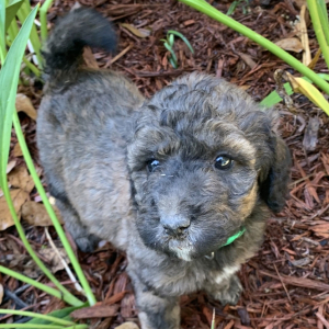 Goldendoodle Puppy Charlie Brown