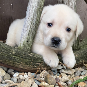 Labrador Retriever Puppy Gypsy