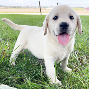 Labrador Retriever Puppy Gypsy