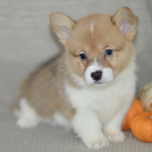 Pembroke Welsh Corgi Puppy Patsy
