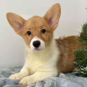 Pembroke Welsh Corgi Puppy Patsy