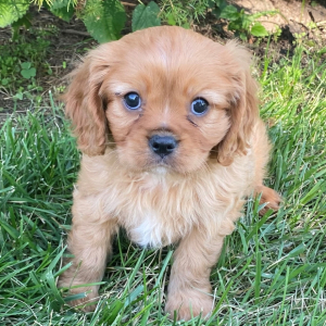 Cavalier King Charles Spaniel Puppy Henrik