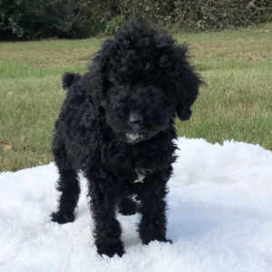 Poodle Puppy Maverick