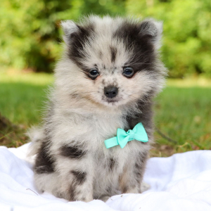Pomeranian Puppy Ted