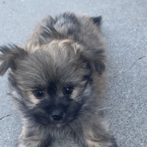 Havapom Puppy Putter