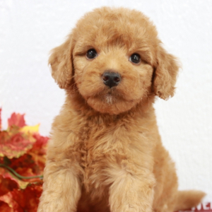Goldendoodle Puppy Marble