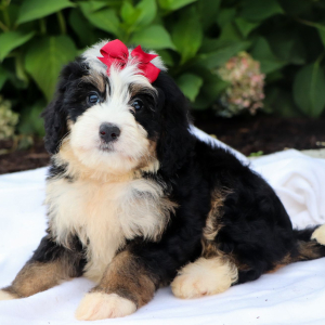 Bernedoodle Puppy Lilly