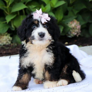 Bernedoodle Puppy Riley