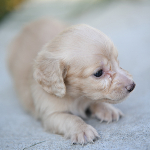 Dachshund Puppy Joe