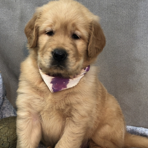 Golden Retriever Puppy Rustie