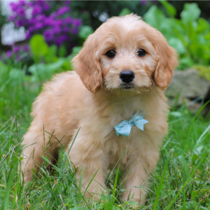 Goldendoodle Puppy Lucas