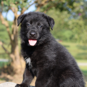 German Shepherd Dog Puppy Vader