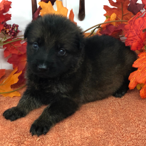 German Shepherd Dog Puppy Rustic Kid
