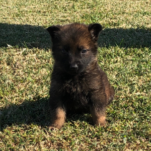 German Shepherd Dog Puppy Rustic Kid