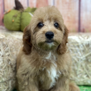 Goldendoodle Puppy Amelia