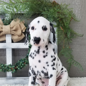 Dalmatian Puppy Lawrence