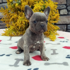 Frenchton Puppy Layla
