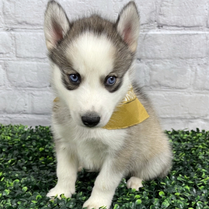 Siberian Husky Puppy Anthony