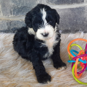 Portuguese Water Dog Puppy Ivonna