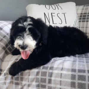 Portuguese Water Dog Puppy Ivonna