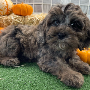Cockapoo Puppy Blaire