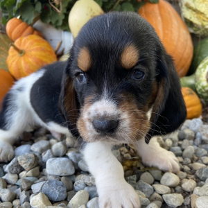 Basset Hound Puppy Romeo