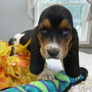 Basset Hound Puppy Romeo