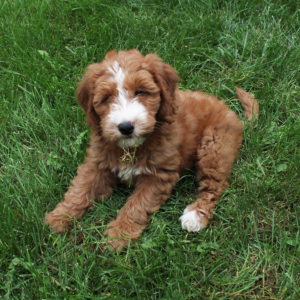 Goldendoodle Puppy Daisy