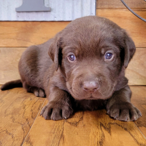 Labrador Retriever Puppy Scout