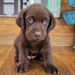 Labrador Retriever Puppy Scout