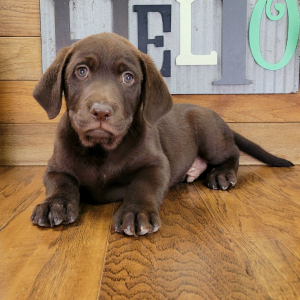 Labrador Retriever Puppy Scout