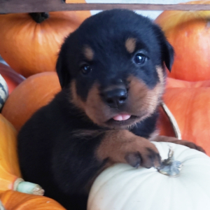Rottweiler Puppy Stella