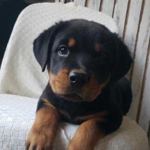 Rottweiler Puppy Stella