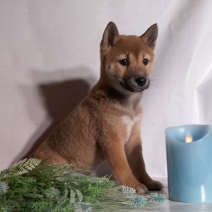 Shiba Inu Puppy Lacy