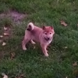 Shiba Inu Puppy Lacy