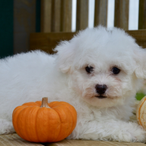 Bichon Frise Puppy Mia