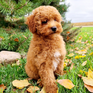 Poodle Puppy Lilly