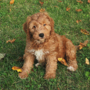 Goldendoodle Puppy Gabbie