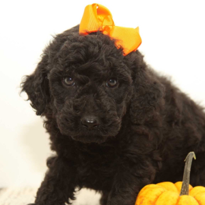 Goldendoodle Puppy Molly Mae
