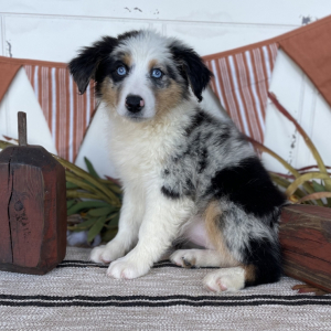 Australian Shepherd Puppy Layla