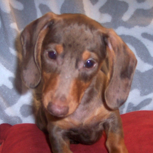 Dachshund Puppy Zoey
