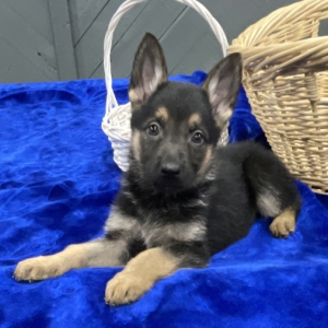German Shepherd Dog Puppy Bruce