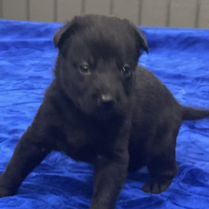 German Shepherd Dog Puppy Duce