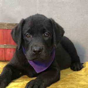 Labrador Retriever Puppy Mash