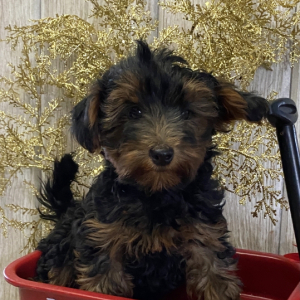 Yorkiepoo Puppy Scott