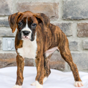 Boxer Puppy Jill