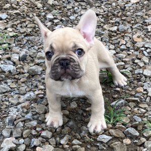 French Bulldog Puppy Hannah