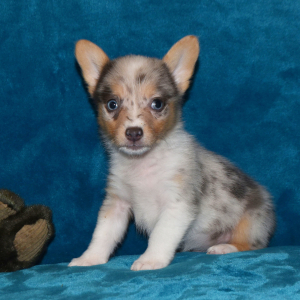Pembroke Welsh Corgi Puppy Preston